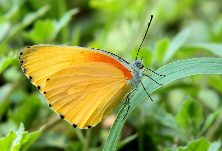 Lepidottero dal Rwanda:  Mylothris sp.  (Pieridae)